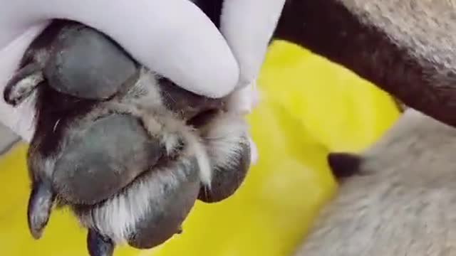 how to clip a dogs nails