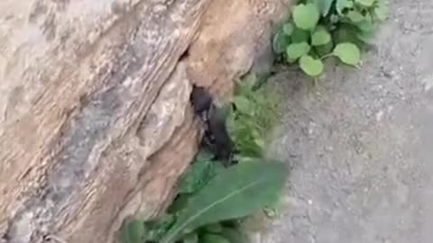 Together, always absolutely #shorts #viral #shortsvideo #video