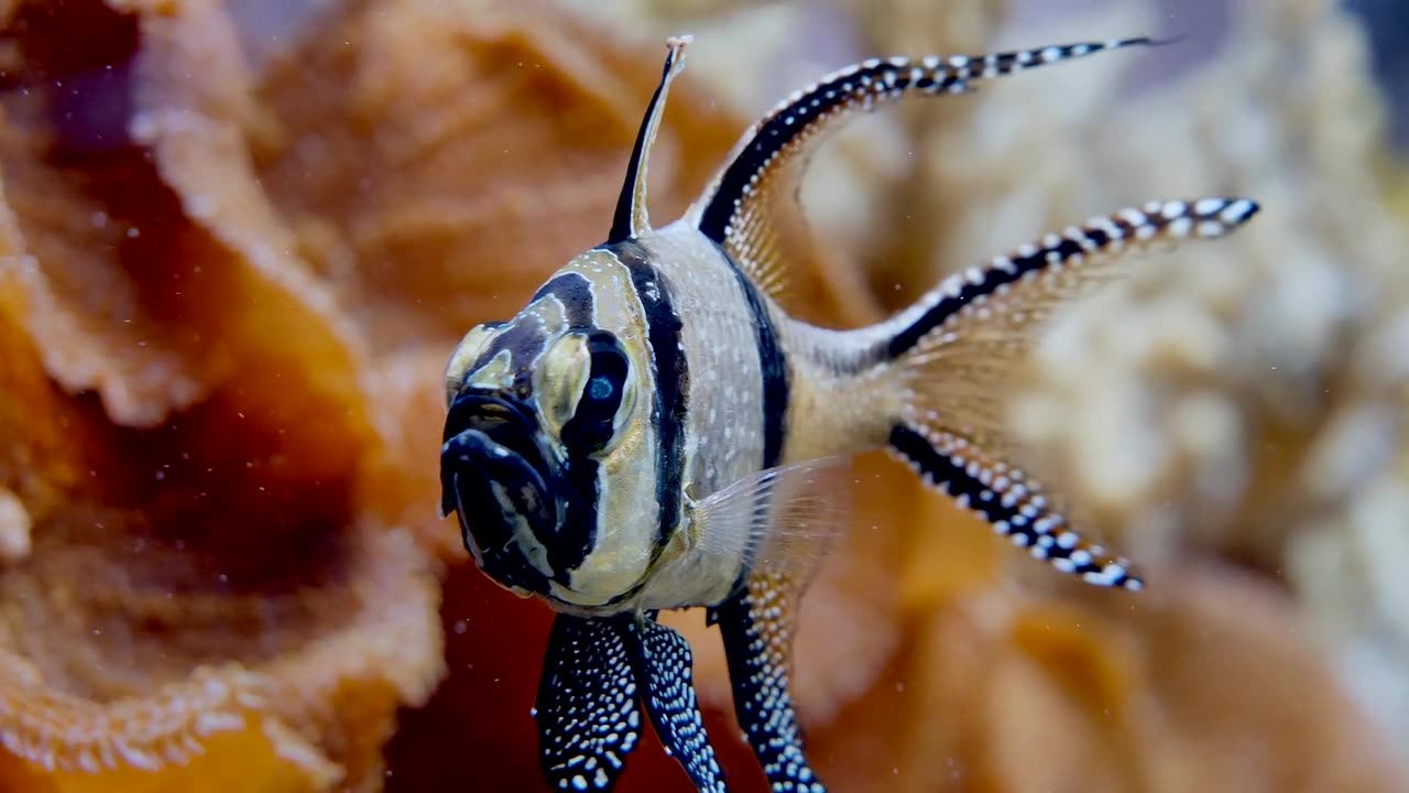 wow what a fish