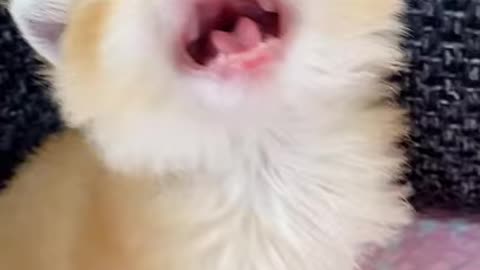 cute little kittens #3