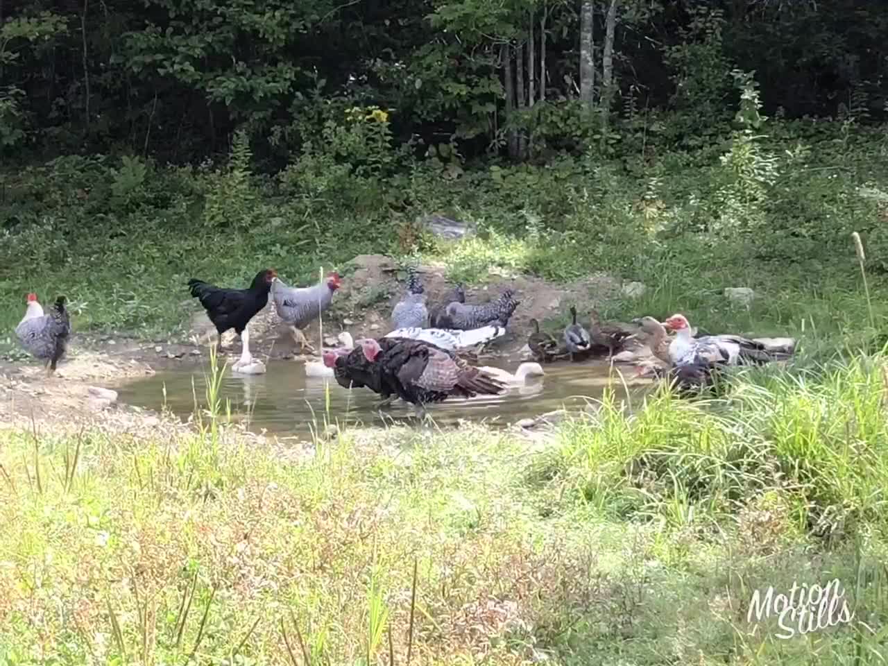 Chickens & Ducks Turkeys Enjoying the Pond