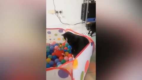 playing in the ball pool