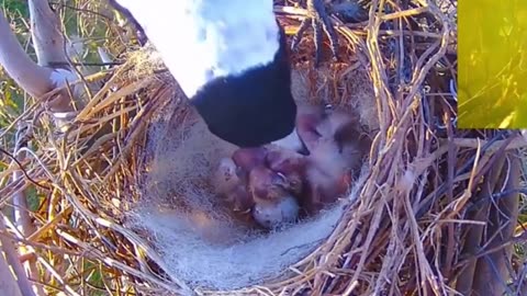 Beautiful birds family