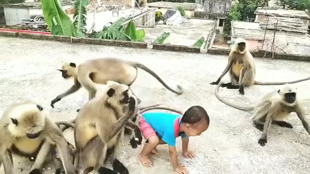 Ape, monkey and baby fun video