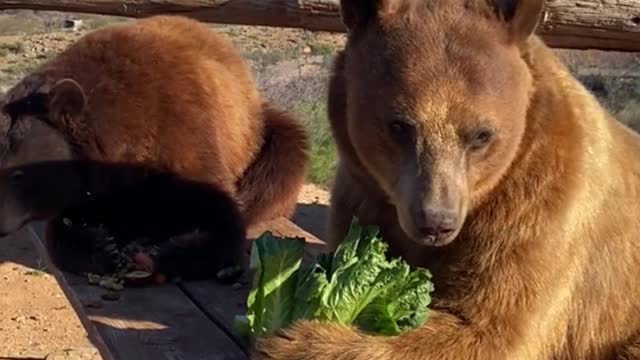 The two bears are enjoying their lunch