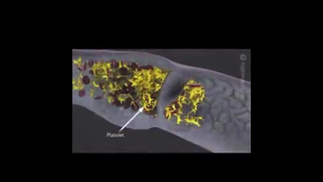 Visual Display of How mRNA Vaccine Affects Cells