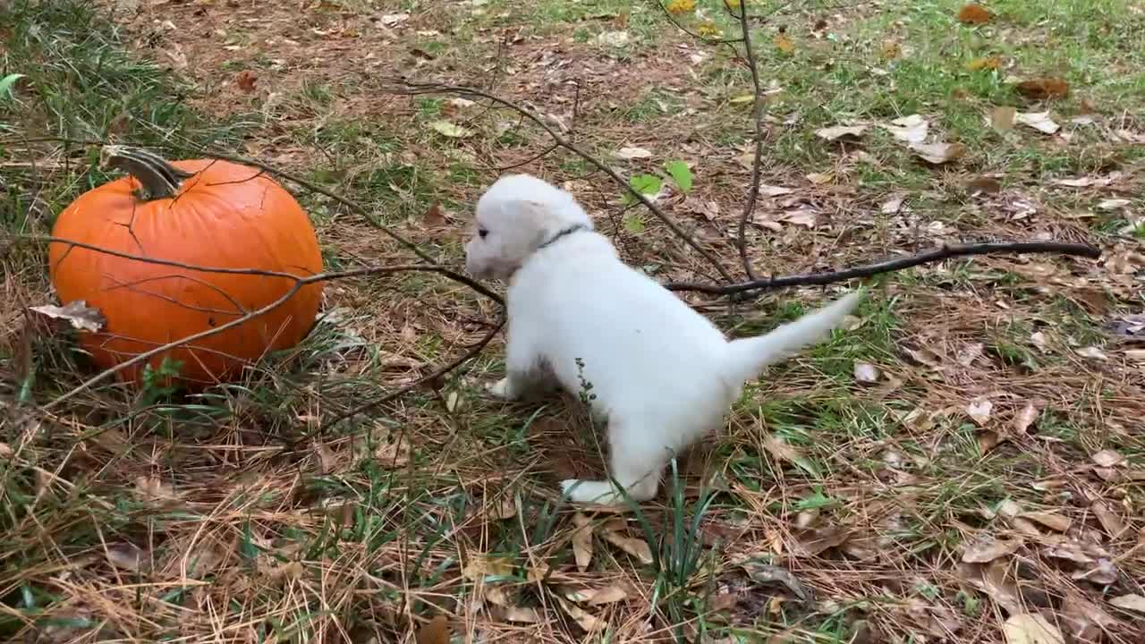 Cody Bear (black) and Thunder (royal blue) wandering about the pumpkins