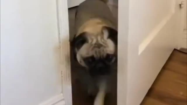Awesome pug clips you cant miss!!!!