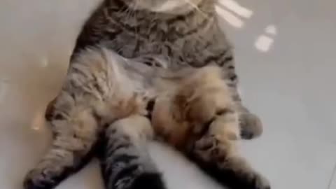 Funny cat video Part 01