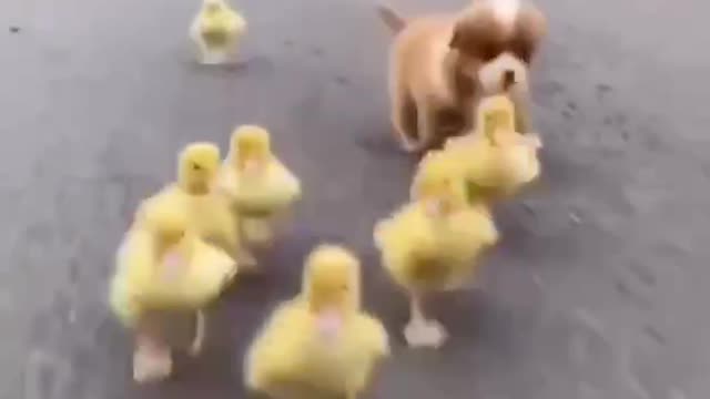 Very funny video/omg video/ dog babe and hen babe/ funnest video