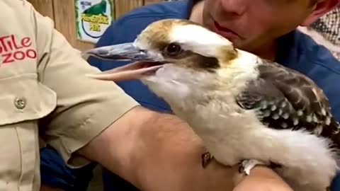 Kookaburra are so amazing at singing