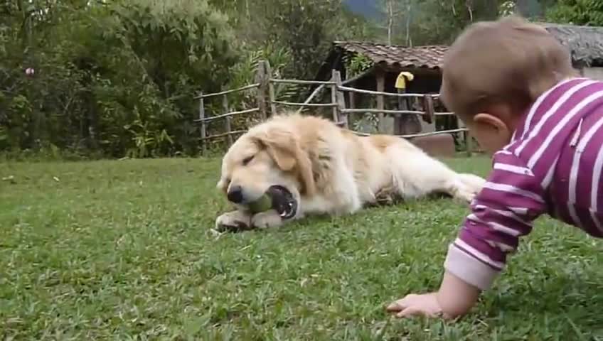 A Golden Retriever, a Baby and a Tennis Ball
