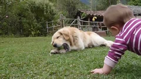 A Golden Retriever, a Baby and a Tennis Ball