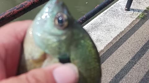 Bluegill kissena