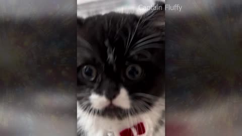 Funny and cute CATS Videos