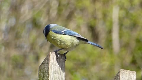 The most beautiful video of a beautiful bird as it sings