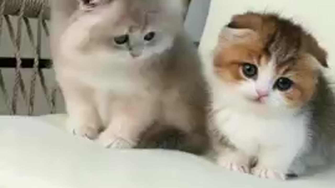 Funny cat