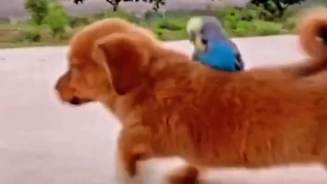 dog and parot