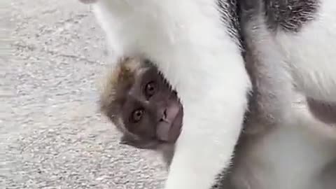 This lost baby monkey was adopted by this cat. ❤️