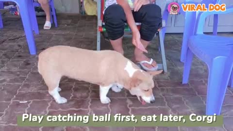 Dog special funny video🤩🥰🥰