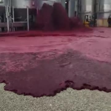 60,000 bottles worth of wine burst from a broken tank in villamalea, spain