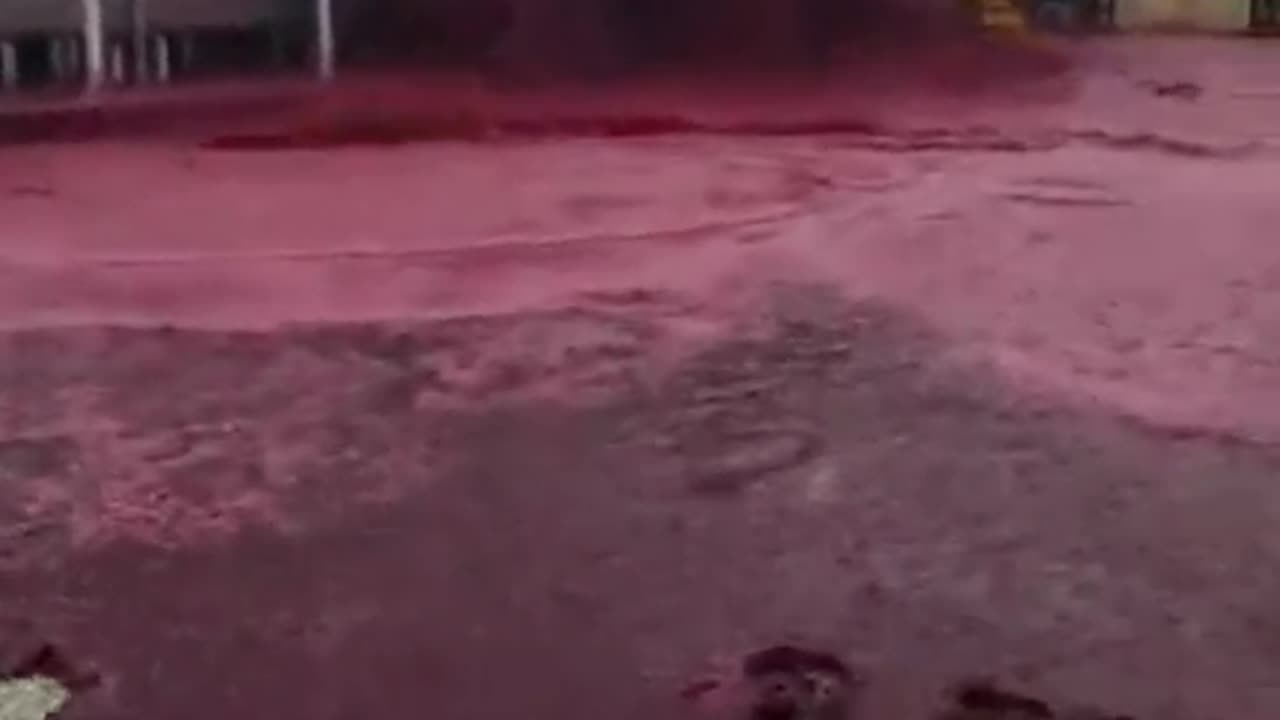 60,000 bottles worth of wine burst from a broken tank in villamalea, spain