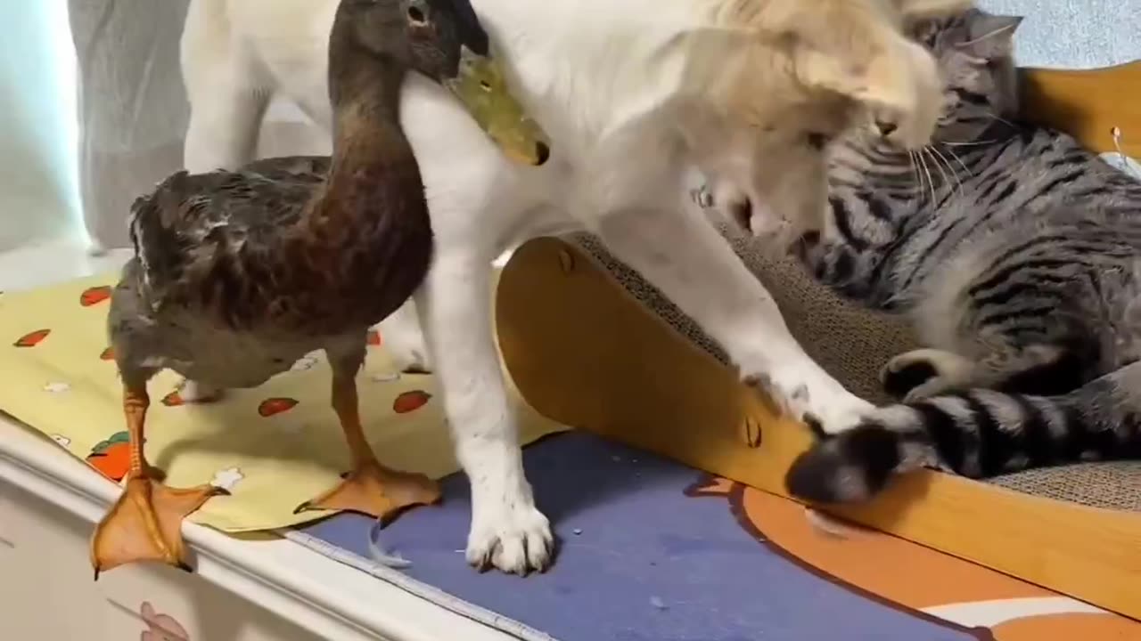 Cute cats,dog and duck are playing.