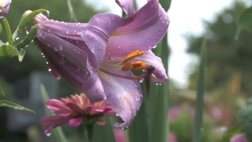 The beautiful sea of flowers brings you good mood