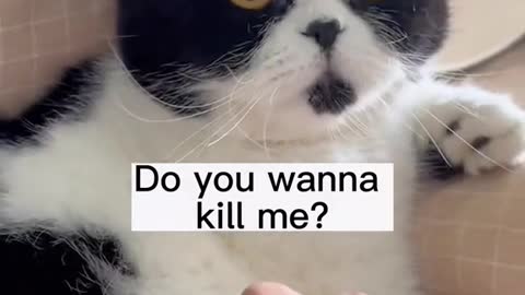 Funny cats