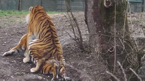 [National Geographic] Tiger Mating Period - Wild Love