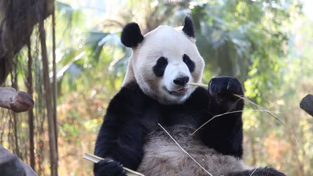 Pandas are eating bamboo