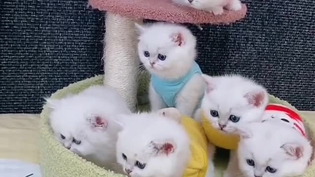 OMG So Cute Cats ♥ Best Funny Cat ❤️🐈Videos 2021 #shorts