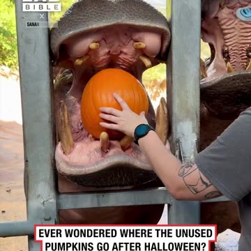 How strong are their mouths 🤯