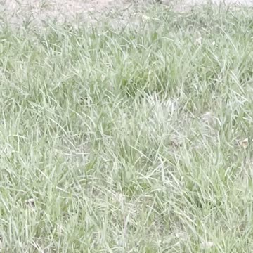 Magpie bird and its mom