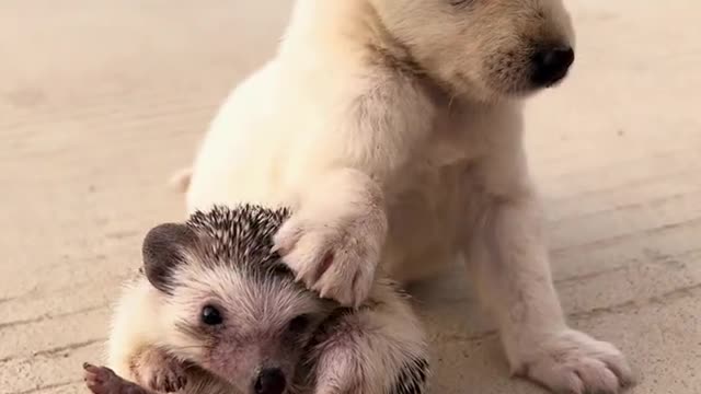 A collection of animals, dogs, hedgehogs, friends don't care who they are