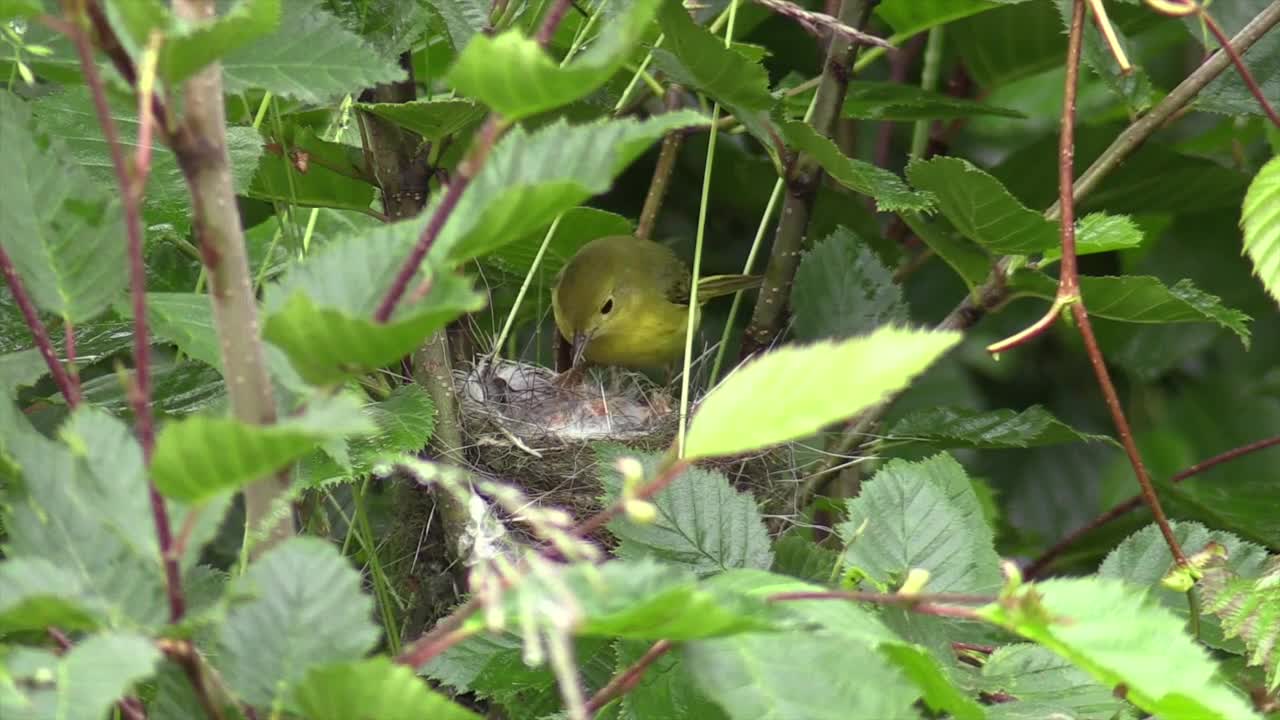 Yellow woodpecker in the nest