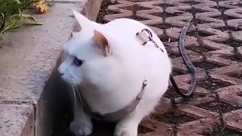 A daily big white cat 3