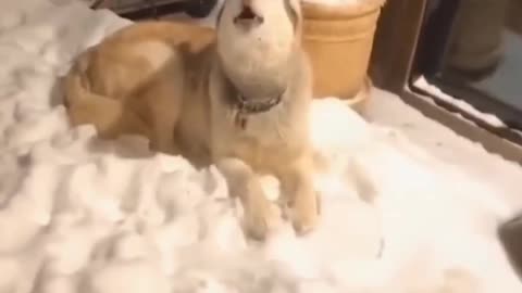 Funny video