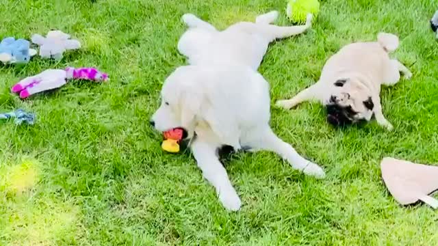 Happy puppies!