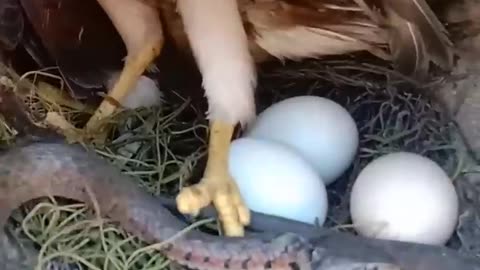 The eggs save