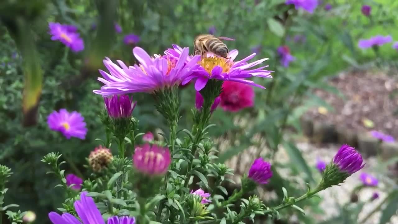 A bee's journey to collect nectar P2