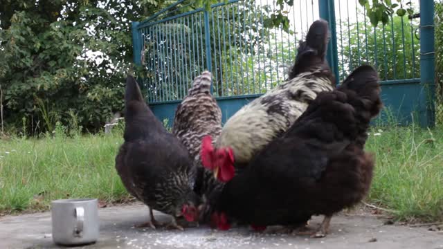 Raising.chicken.Baladi est très beau, œufs de nuit au Maroc