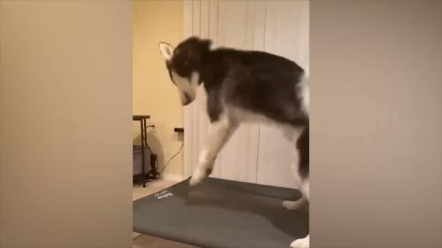 Fun with animals #1