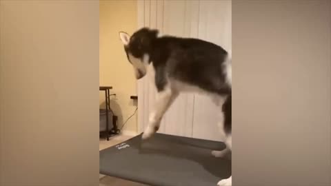 Fun with animals #1