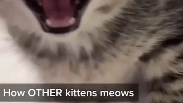 How my cat meows vs how other cats meow