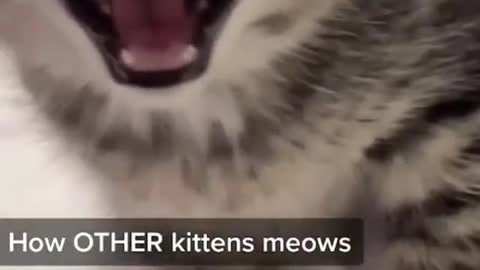 How my cat meows vs how other cats meow