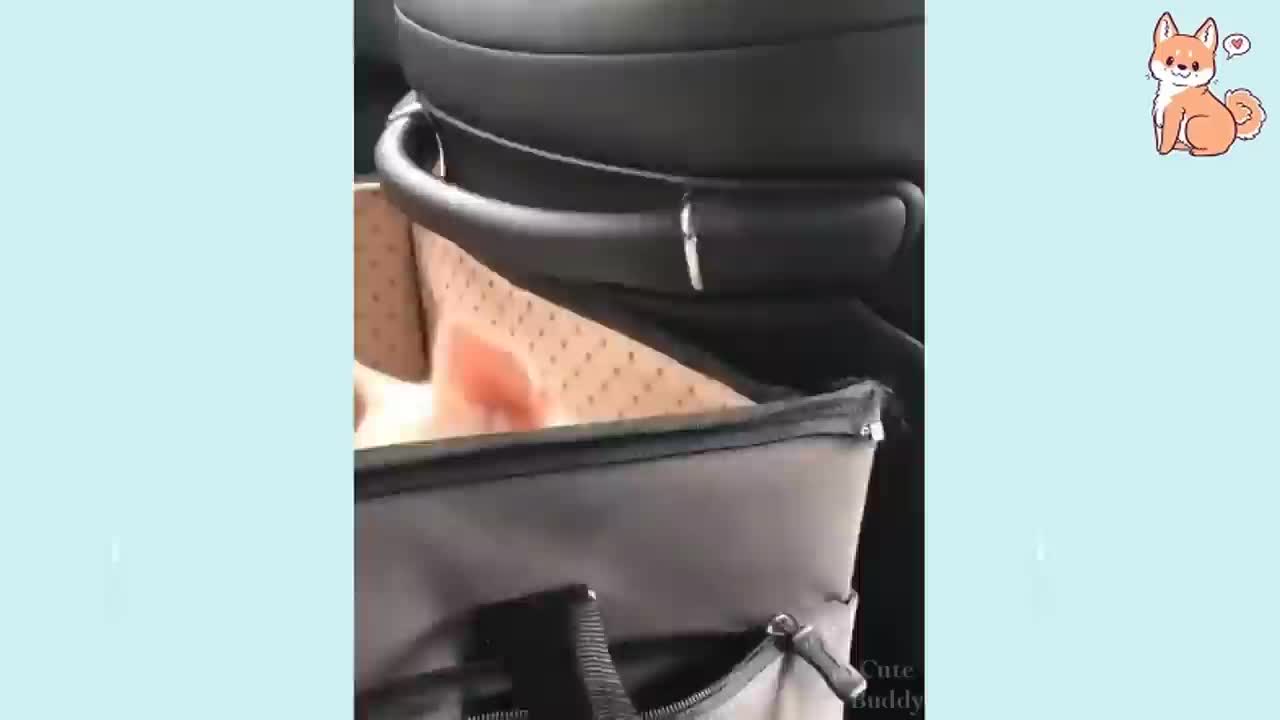 You will laugh at all the dogs