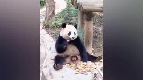 Try Not To Laugh - Funny Panda Video 2021 | Pets Town