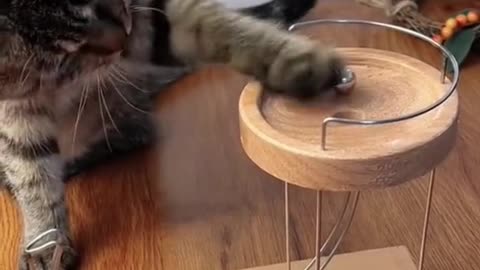 Adorable cat video😍