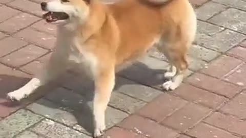 Hilarious Doggos That Will Make Your Day